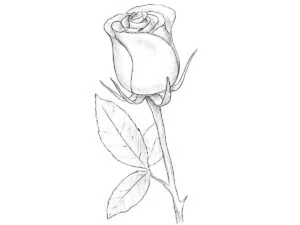 how to draw a closed rose featured image