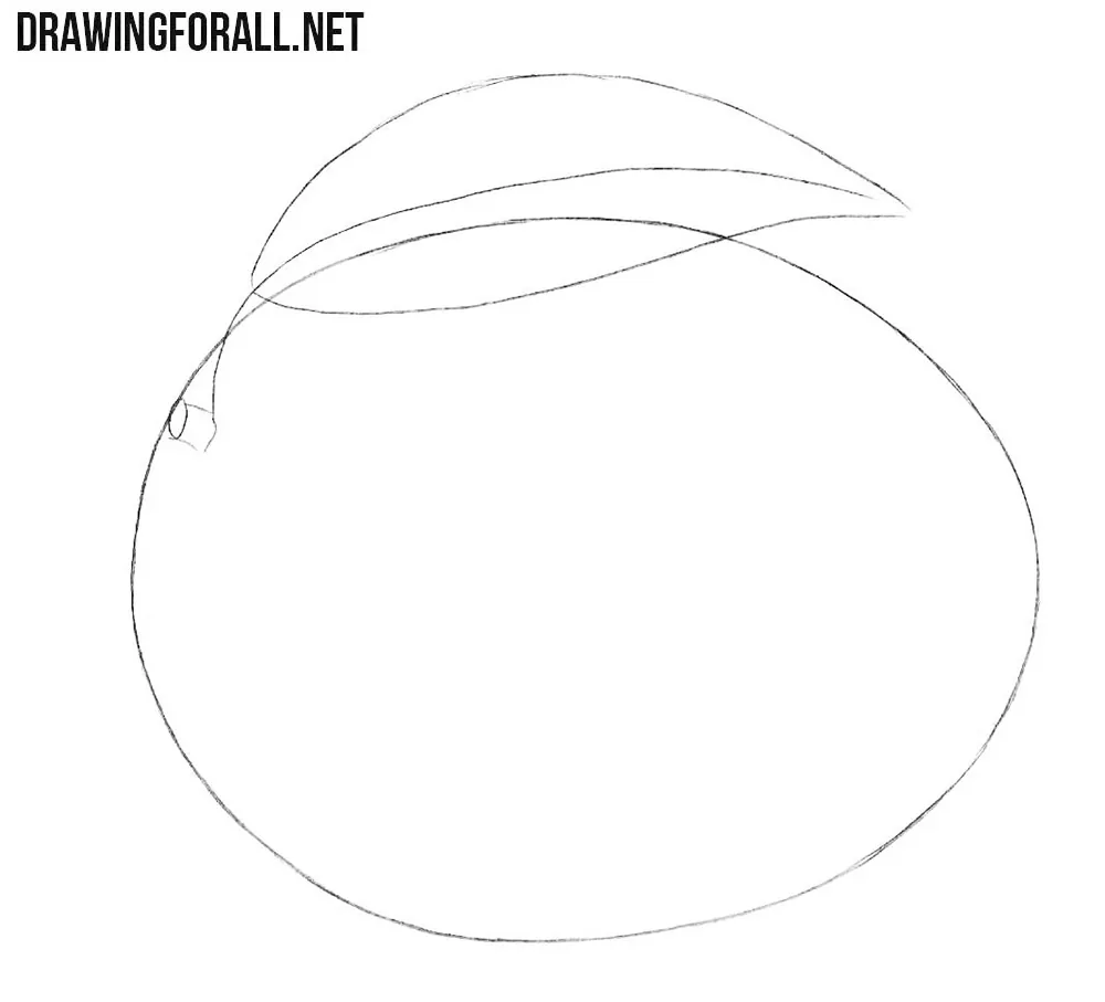 How to draw a mango step by step