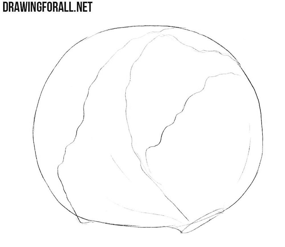 Learn how to draw a cabbage step by step
