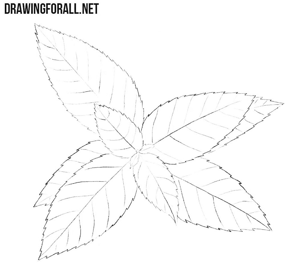 How to draw a peppermint plant
