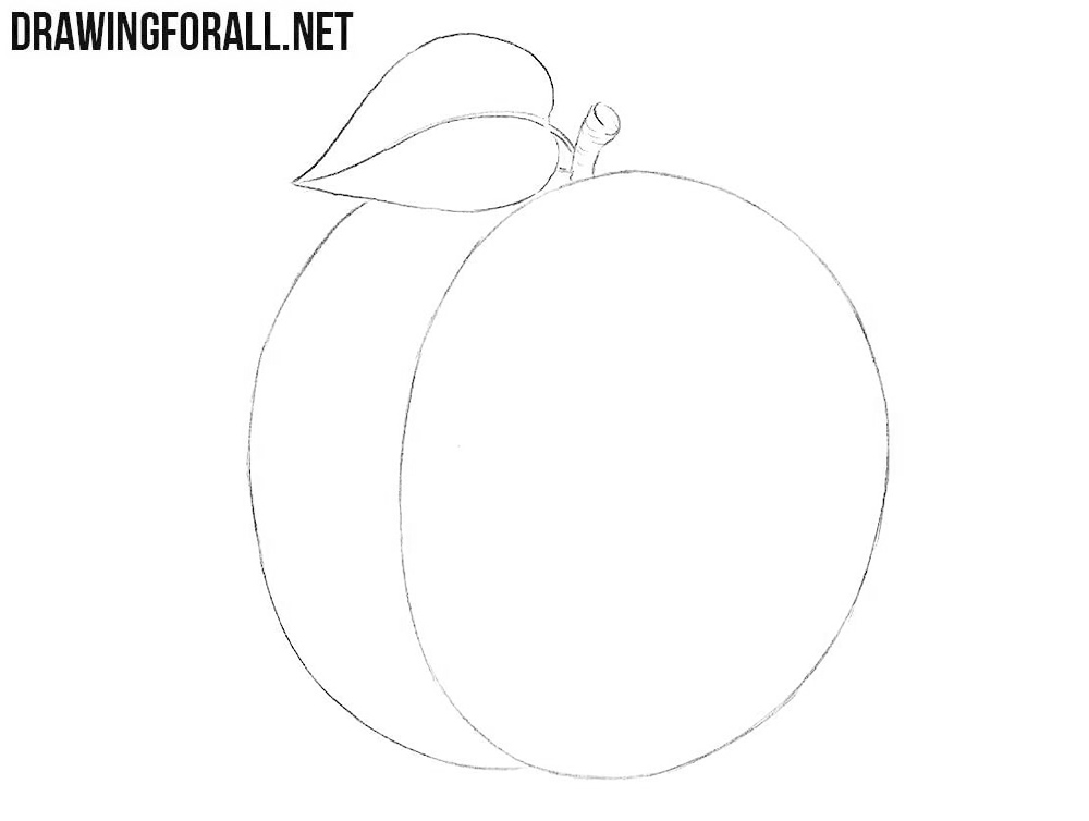 How to Draw a Plum Drawingforall.net