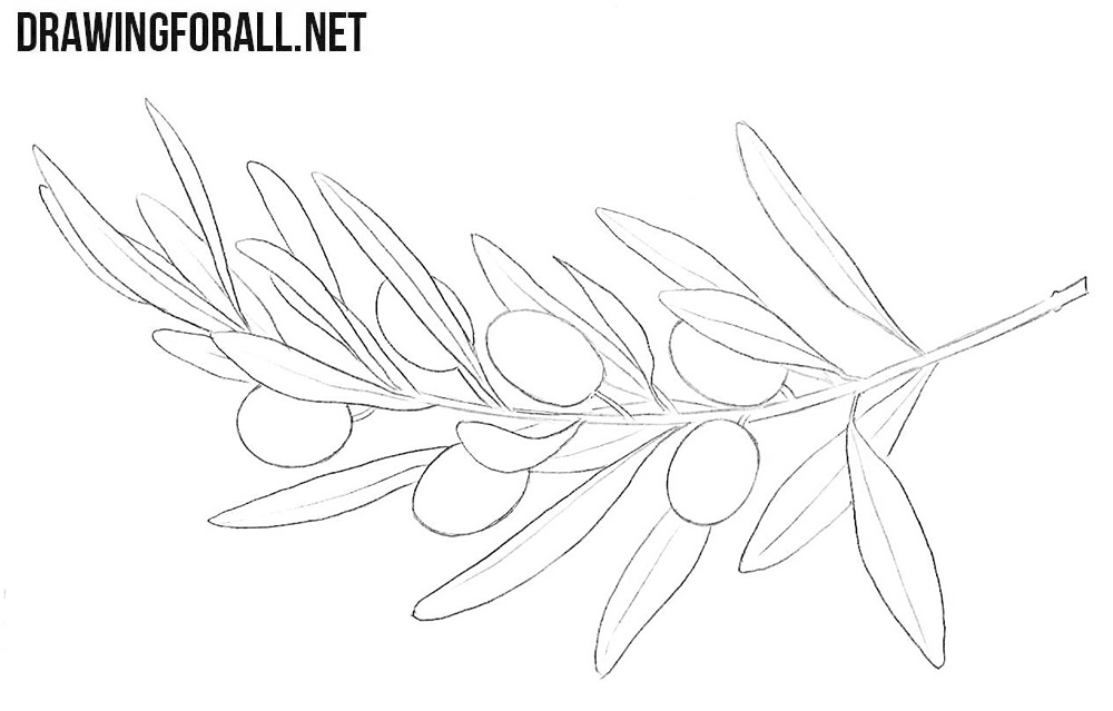 How to draw an olive branch
