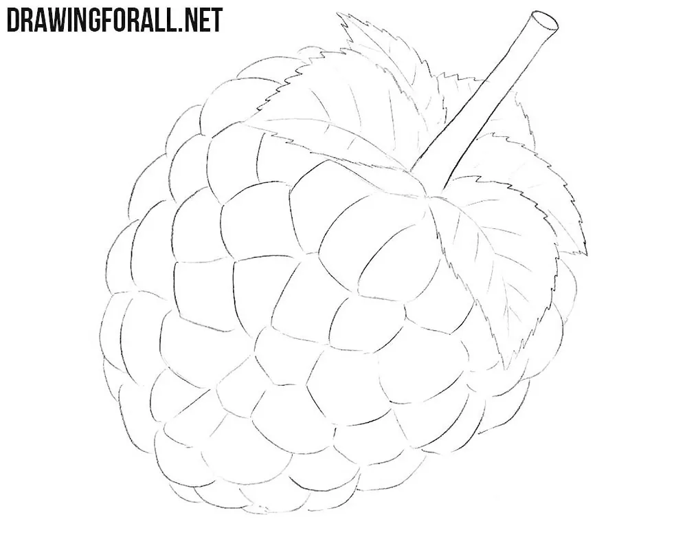 Learn how to draw a raspberry easy