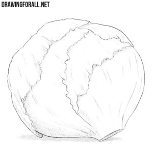 How to draw a cabbage