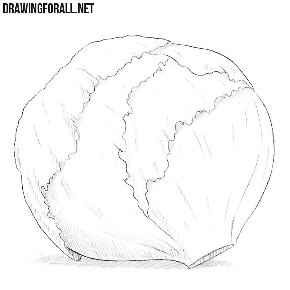 HOW TO DRAW A CABBAGE EASY  YouTube