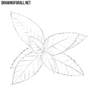 How to draw a peppermint