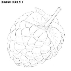 How to draw a raspberry