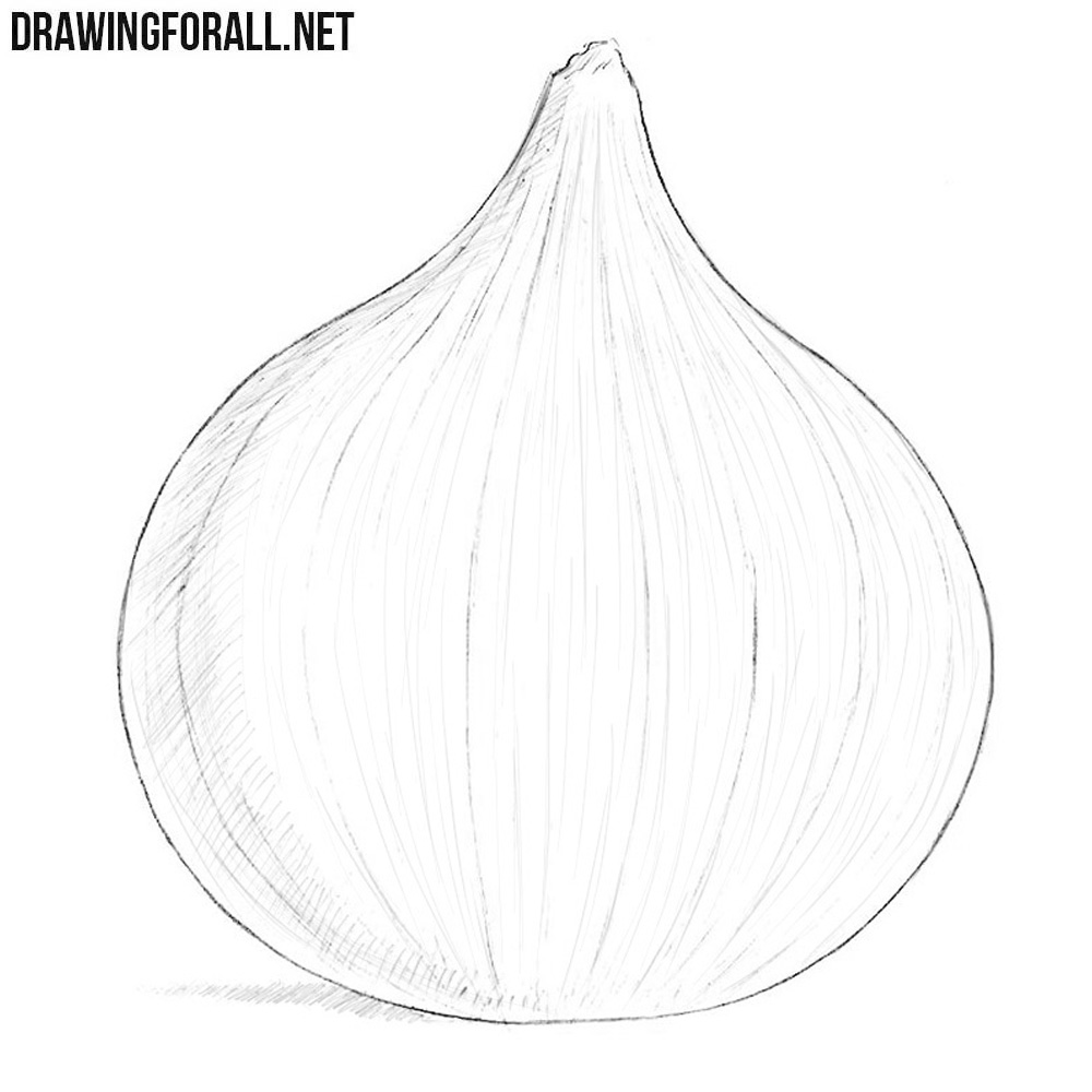 Vector Set of Onion Sketch Illustrations by nikiteev | GraphicRiver