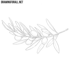How to draw olives
