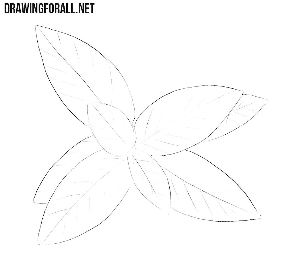 Drawing central veins and short diagonal side veins on the mint leaves.