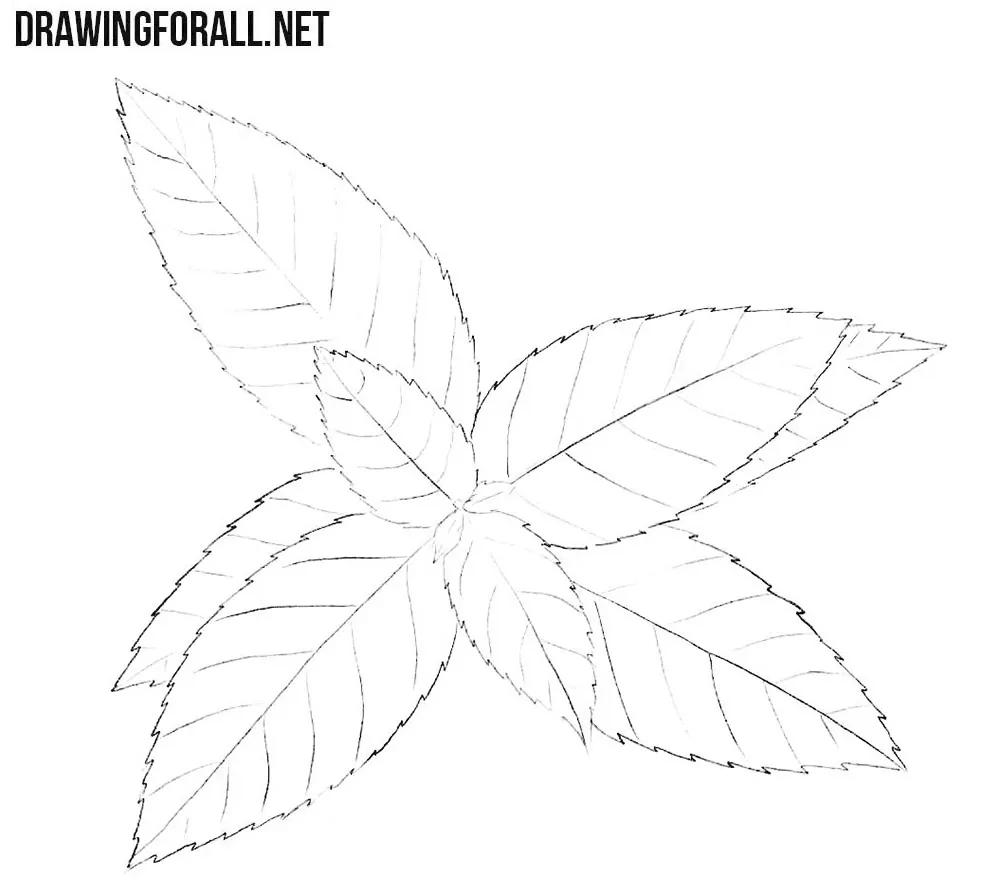 Refining the mint leaves with characteristic sharp serrated edges.