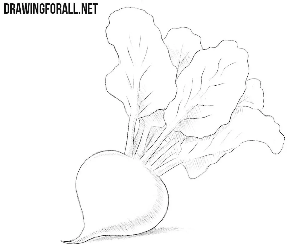 Beet drawing