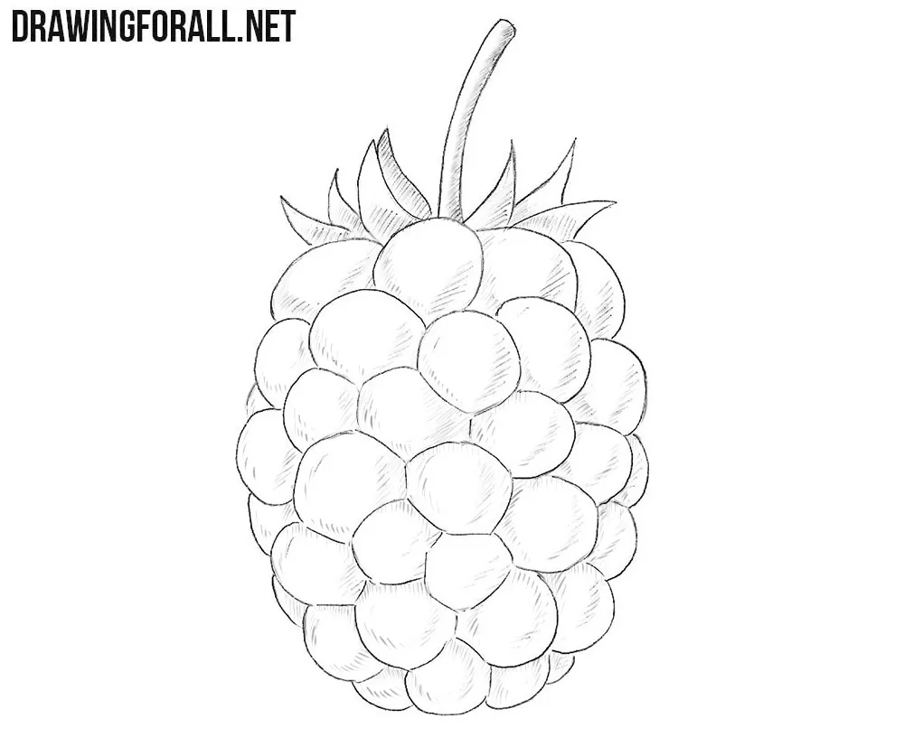 Blackberry drawing