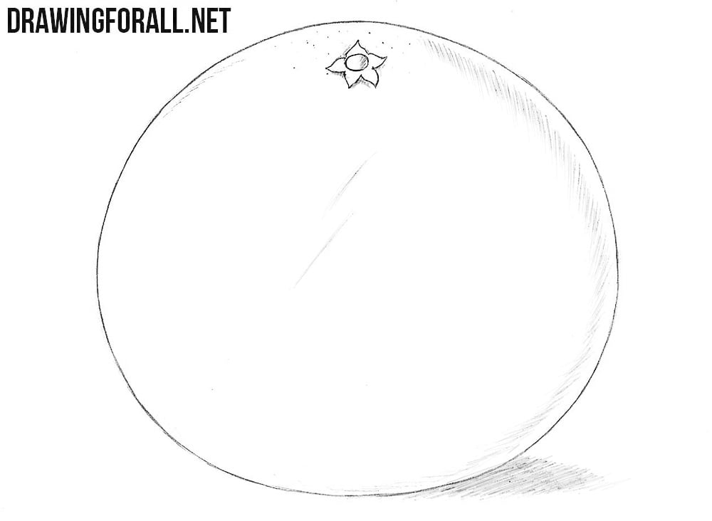 Grapefruit drawing tutorial