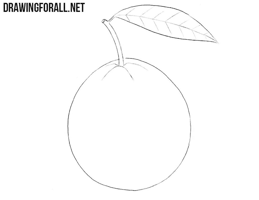 How to draw a Guava fruit