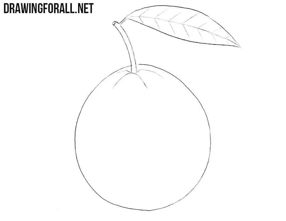 Hình ảnh Một Nửa Quả Bưởi Tươi Png PNG  Grapefruit Một Quả Bưởi Rưỡi  Tươi PNG miễn phí tải tập tin PSDComment và Vector