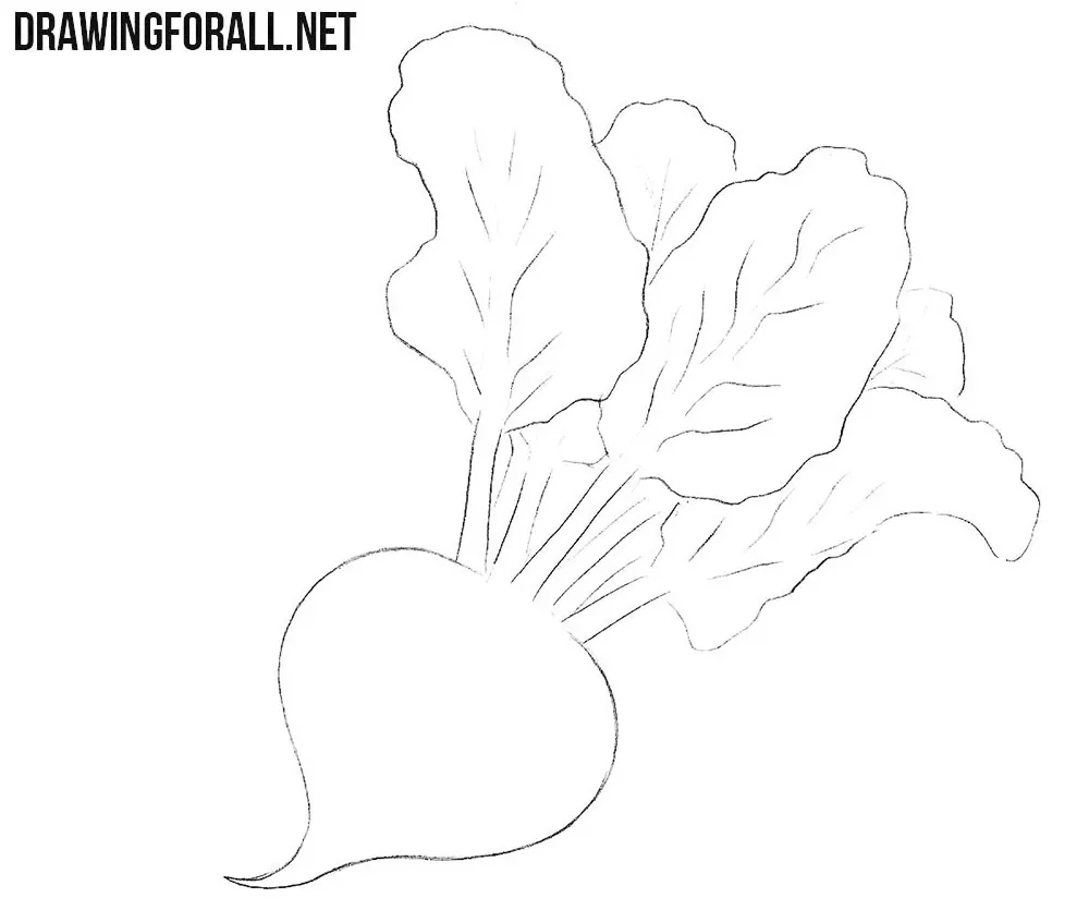 How to draw a beet easy