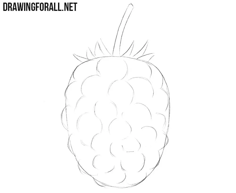 How to draw a blackberry fruit