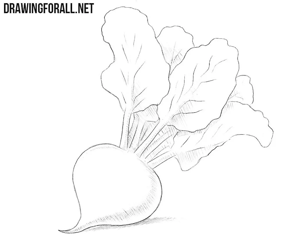 How to draw a beet