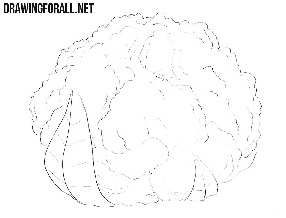 How to draw a cauliflower plant