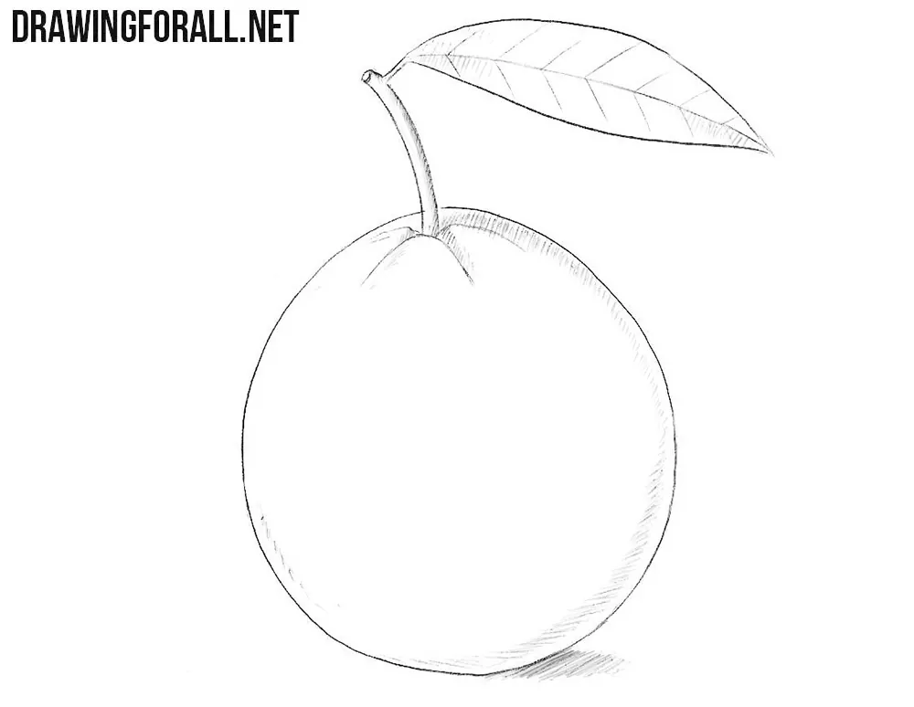 How to draw a guava