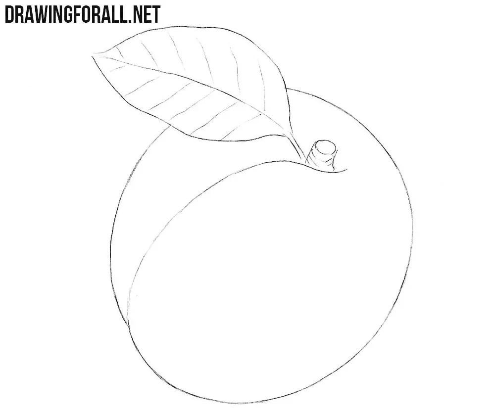 How to draw an apricot step by step easy