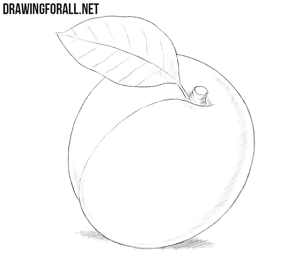 How to draw an apricot