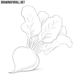 How to draw a beet