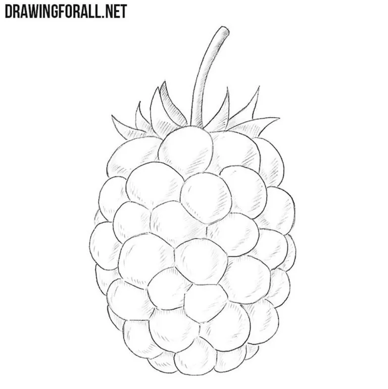How to Draw a Blackberry