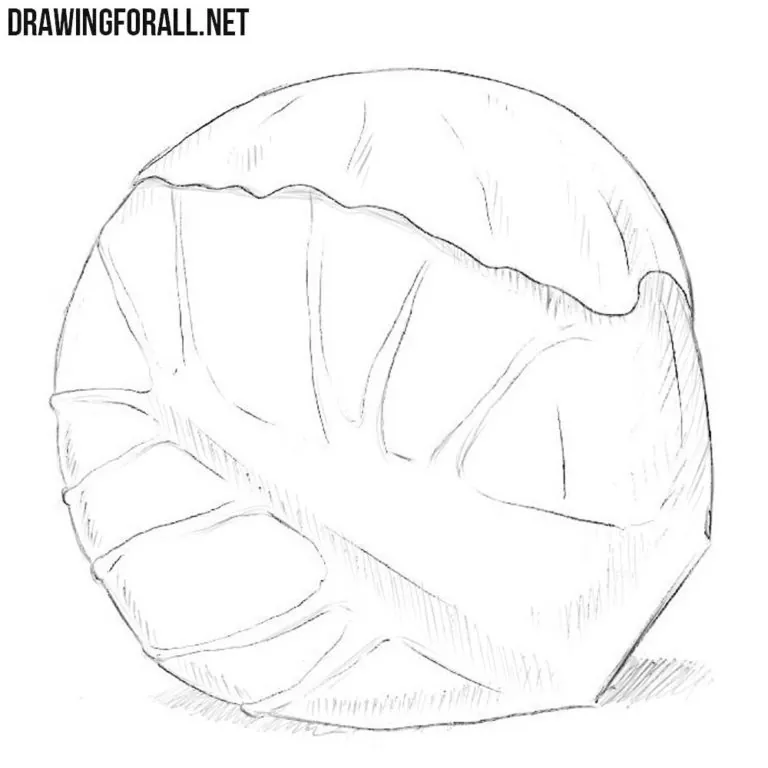 How to Draw a Brussels Sprout