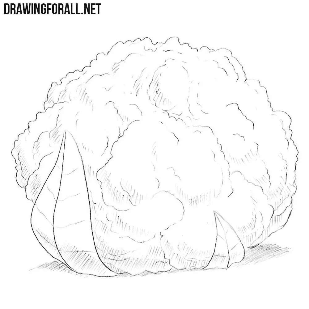 How to Draw a Cauliflower How to Draw a Cauliflower
