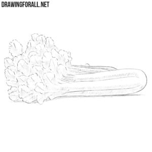 How to draw a celery