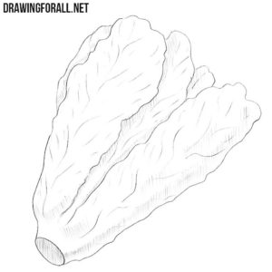 How to Draw a Lettuce