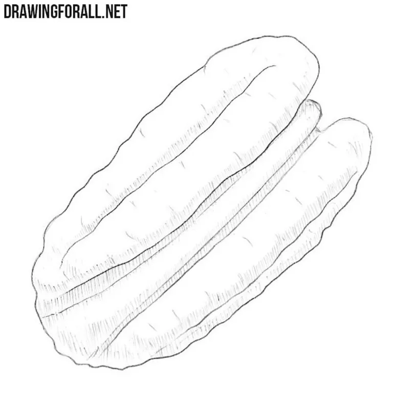 How to Draw a Pecan