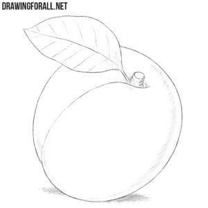 How to Draw an Apricot