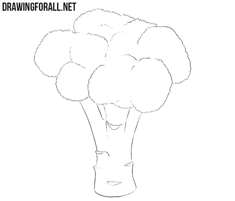 Draw the broccoli stalk in detail
