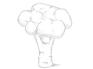 how to draw a broccoli featured image