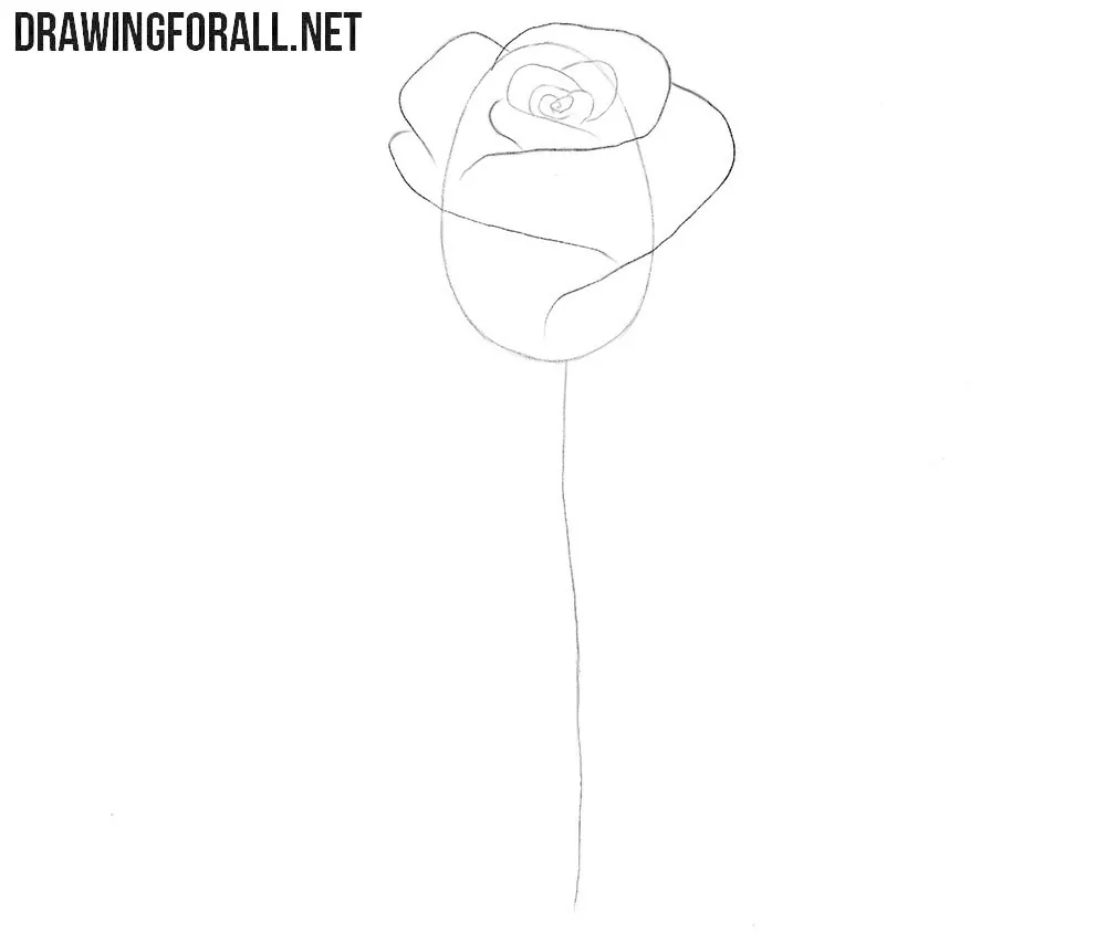 How to draw a realistic rose for beginners
