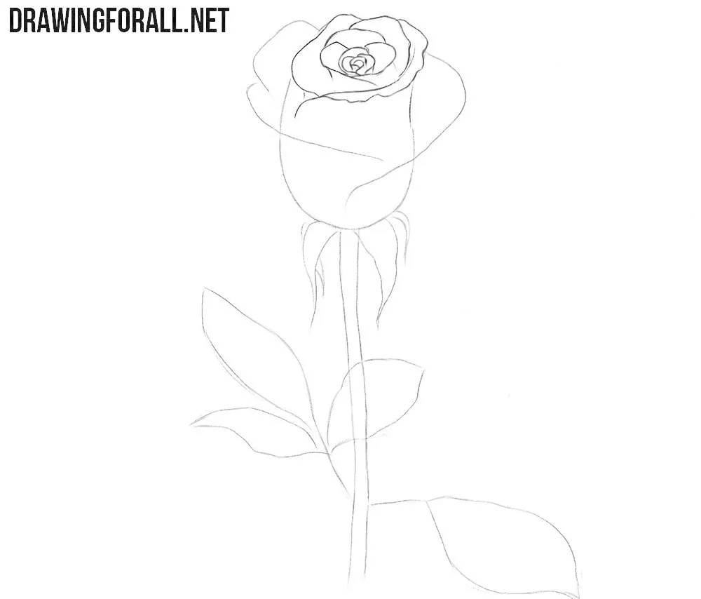 How to draw a realistic rose