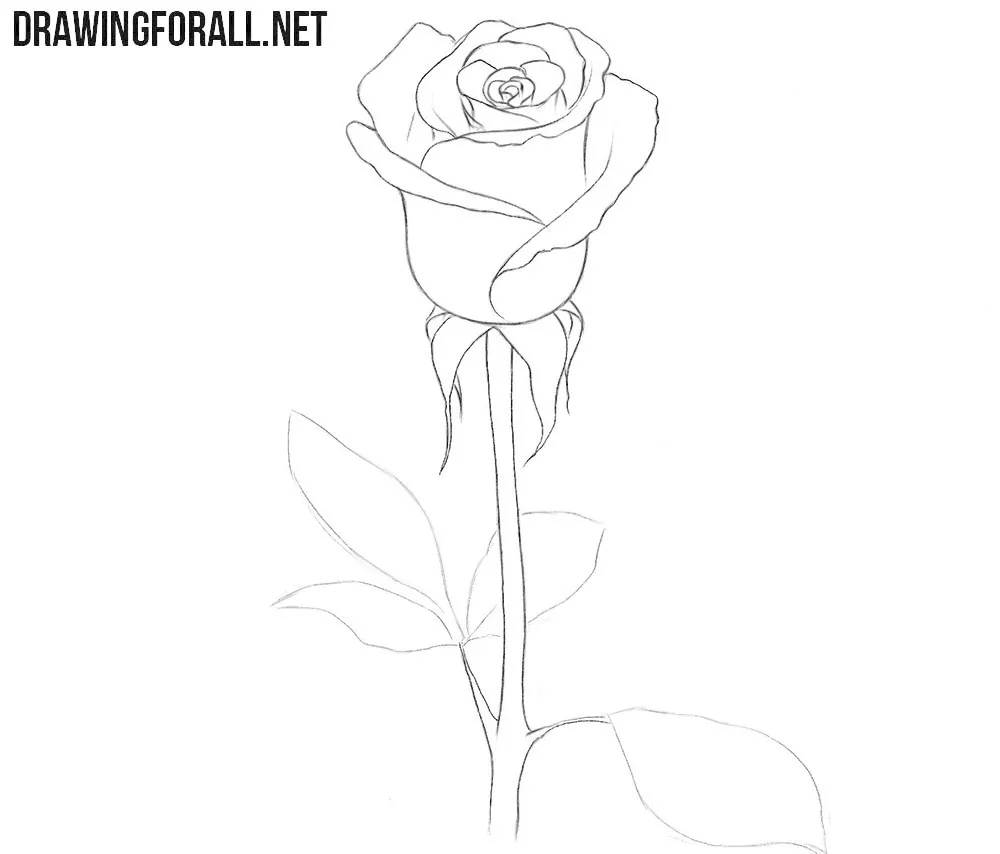 How to draw a rose and stem