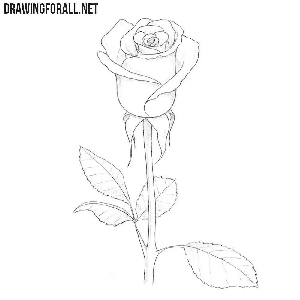 Simple Rose Drawing Outline