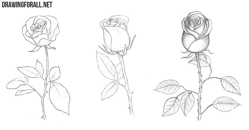 How to draw roses