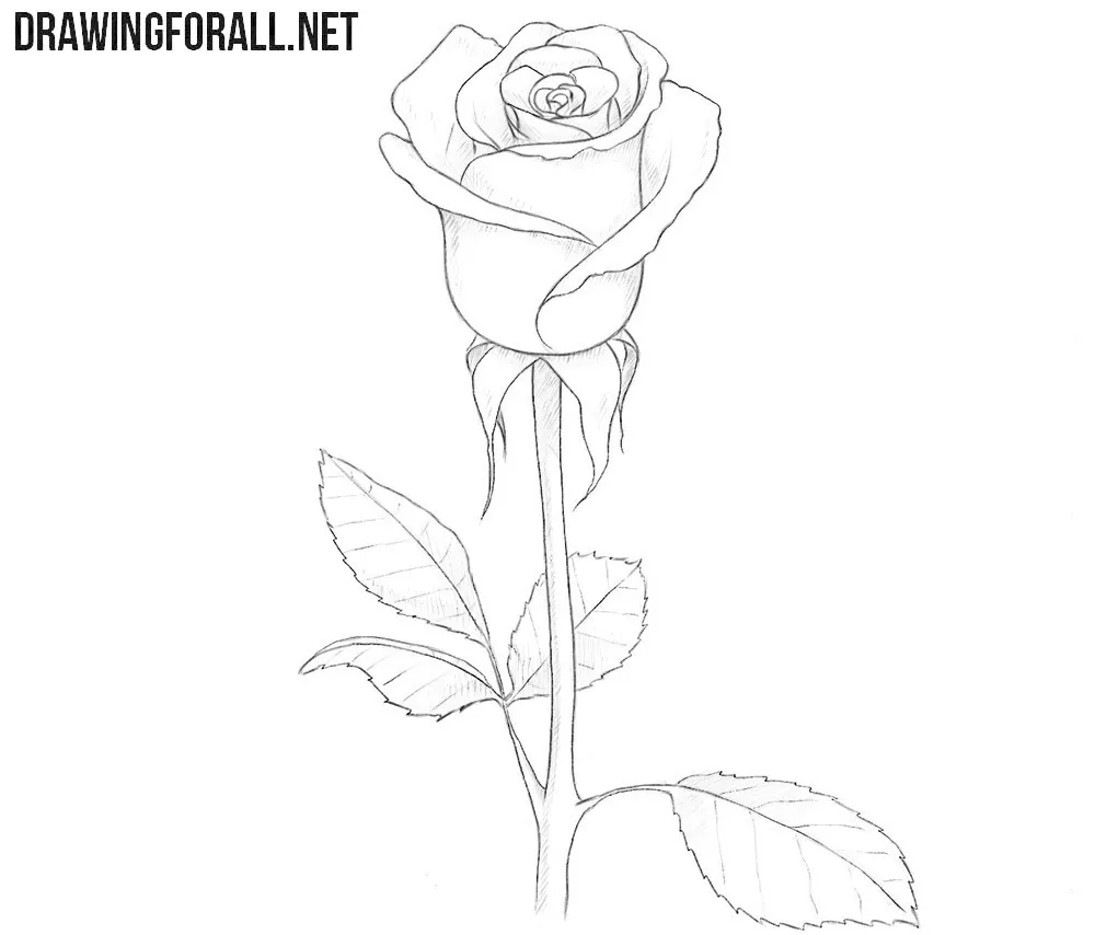 How to Draw A Rose | Step by Step Pencil Drawing-saigonsouth.com.vn