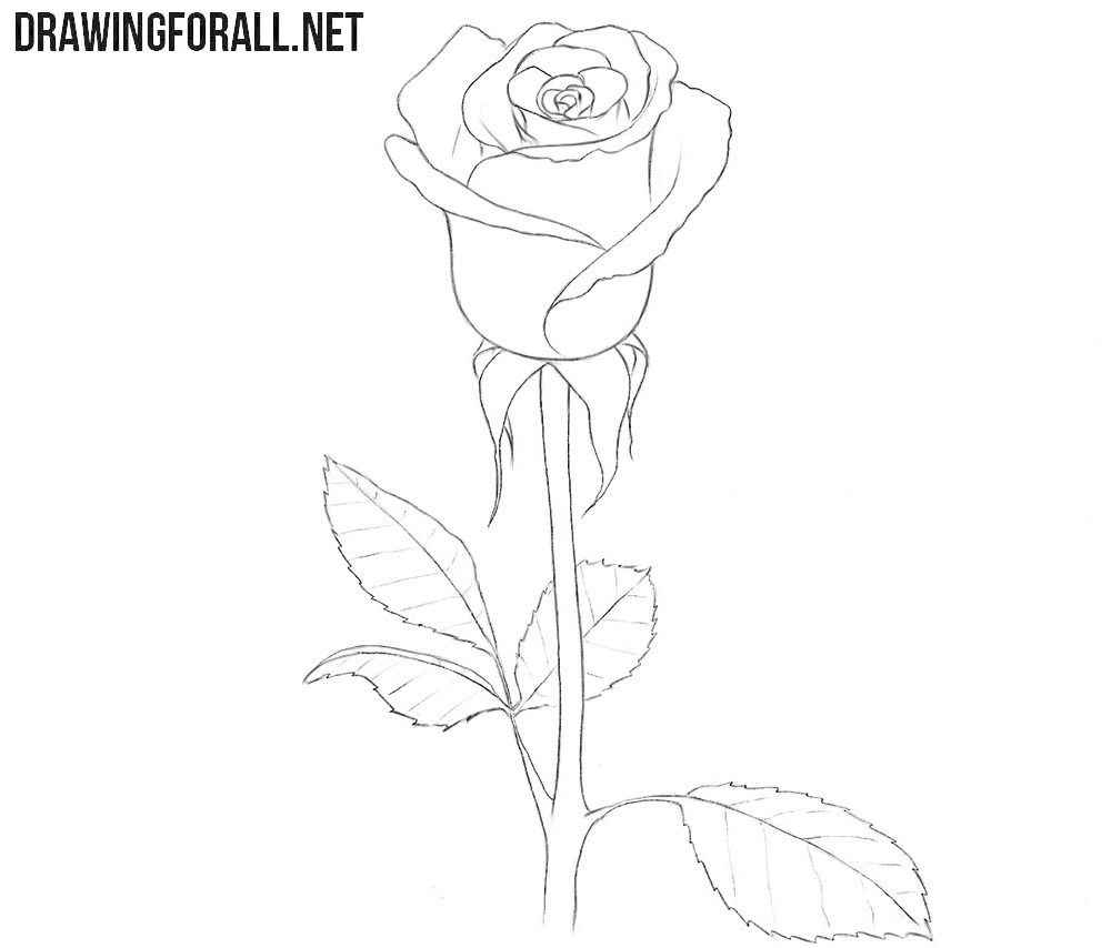 Refine the rose leaves and veins