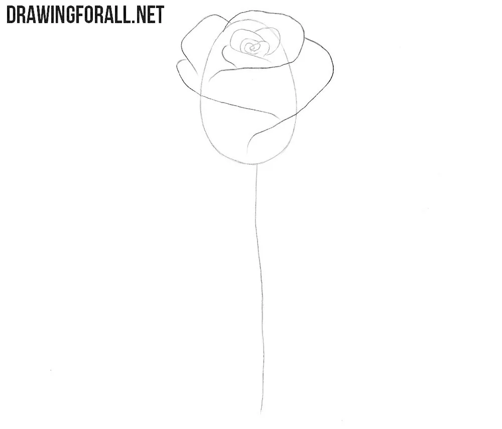 Draw the outer petals of the blooming rose