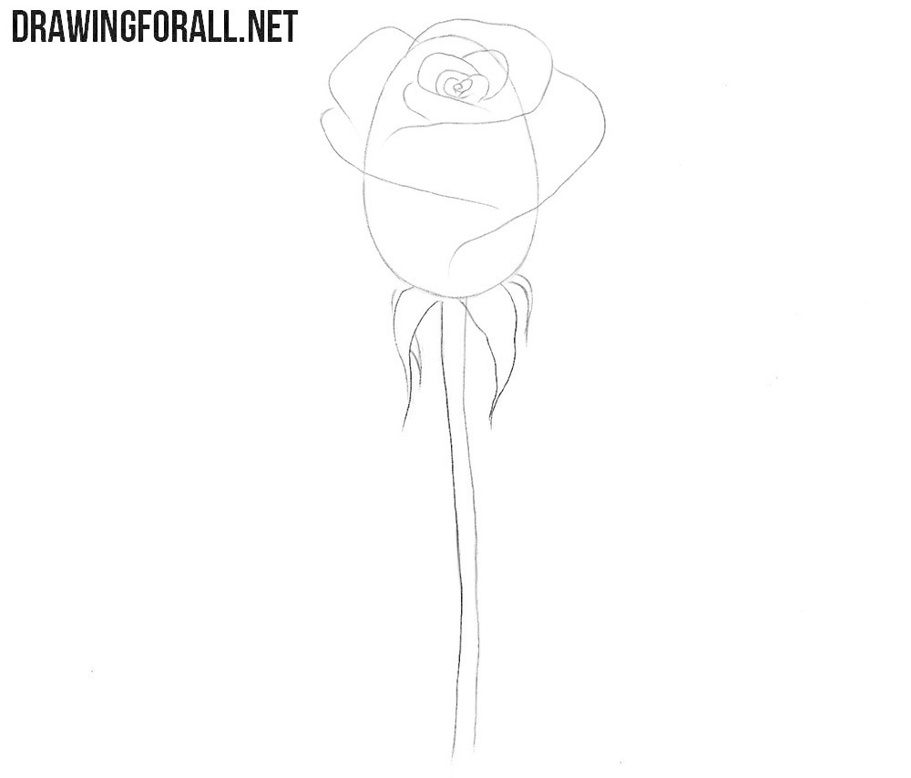 Add the sepals and trace the stem