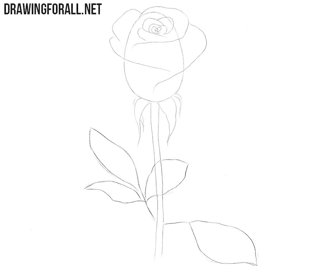 Draw the leaves of the blooming rose