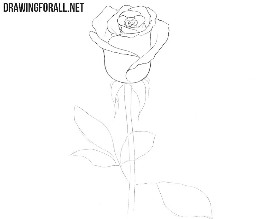 Refine the outer petals of the rose