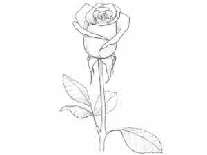 how to draw a blooming rose featured image