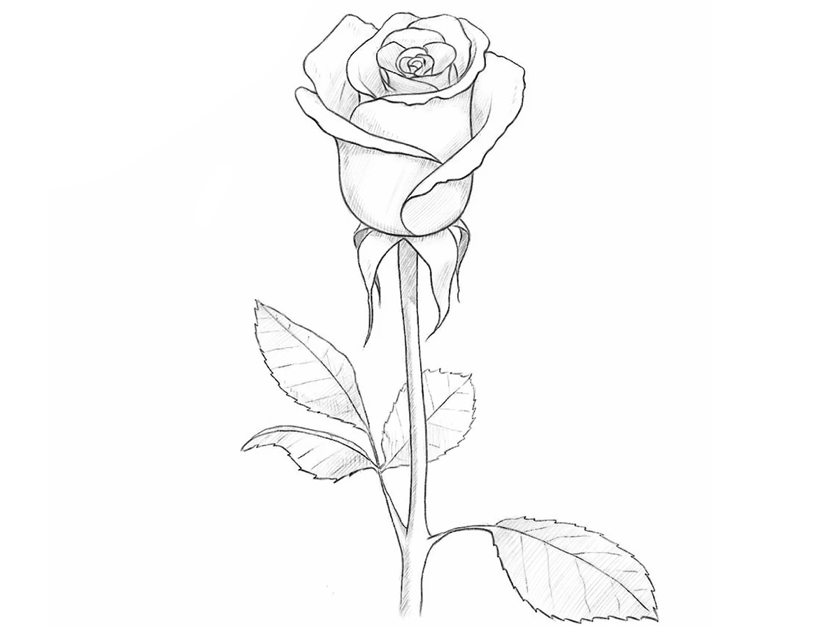 how to draw a blooming rose featured image